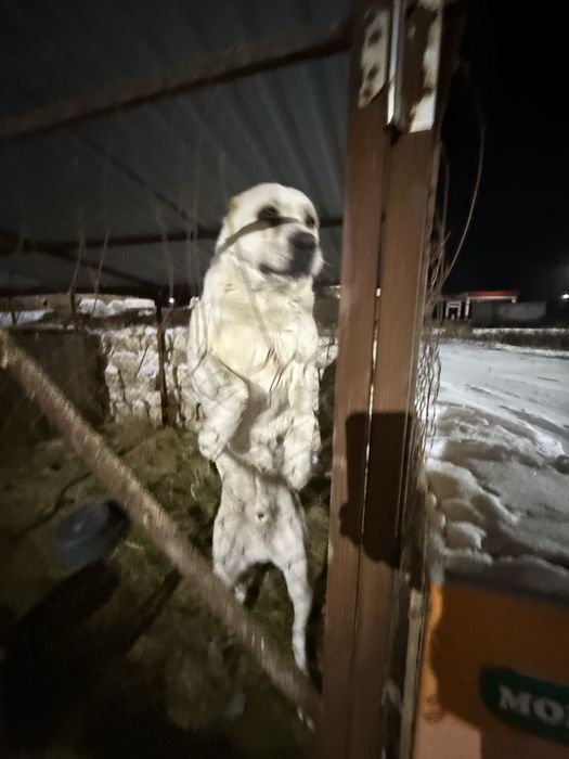 Алабай тяжело вес