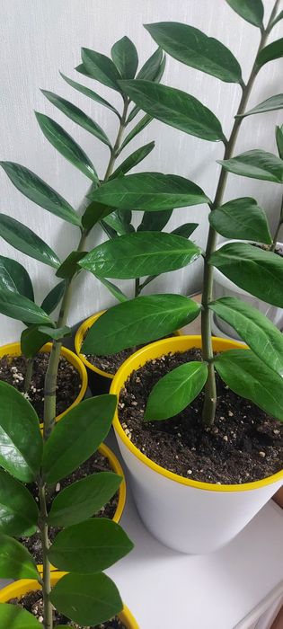 Продам комнатный цветок.