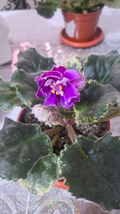 Продам комнатные Фиалки