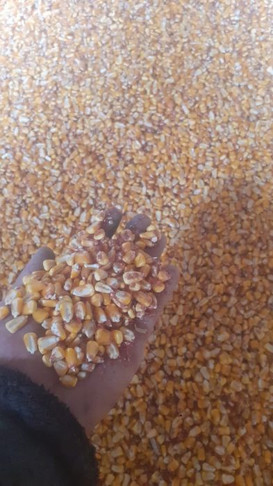 Жугери дан 110тг