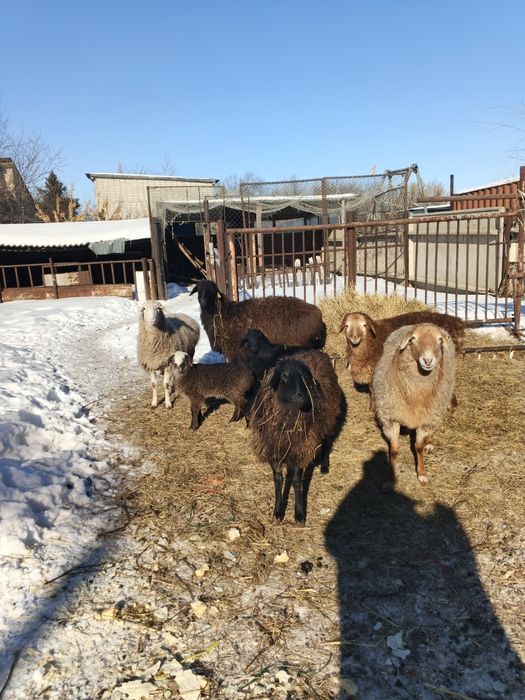 Овцы матки  хорошие