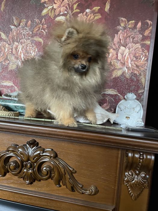 Щенки померанского шпица