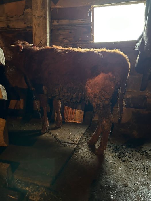 Үш ай откорм