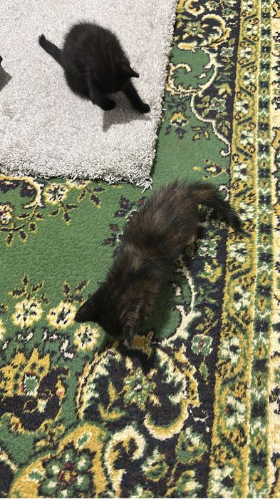 Есть котяти 2 месяц отдам даром