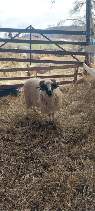 Berbecuț și capră cu ied