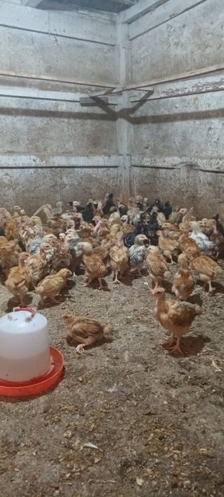 Gâște pui rasă mixta și puice ouătoare de vânzare