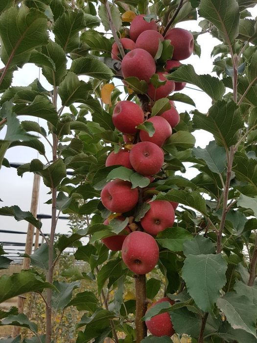 Koʻchatlar кучатлар 200 xil kuchatlar