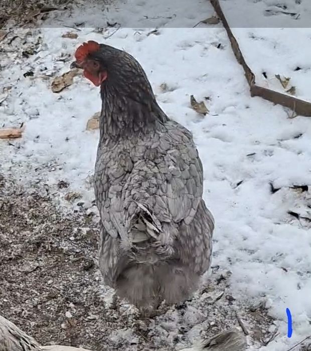 Продам кур и петухов