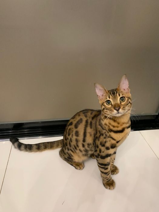 Продам Бенгальского кота