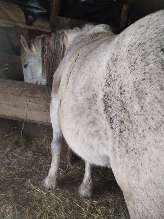 Vand iapa gestanta garantat