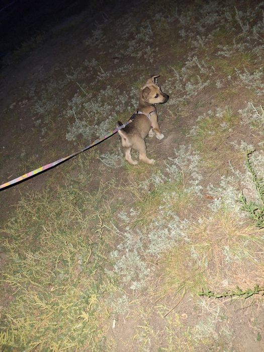 Щенок в хорошие руки