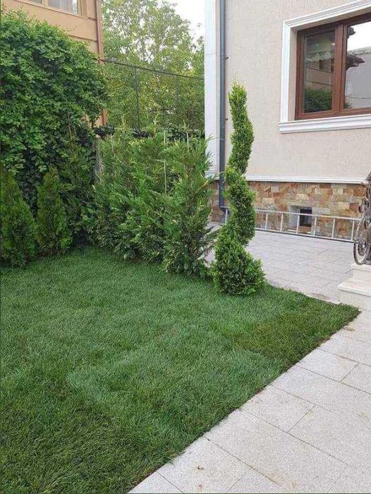 Cupressocyparis leylandii