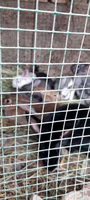 Har xil zotdagi quyonlar bor