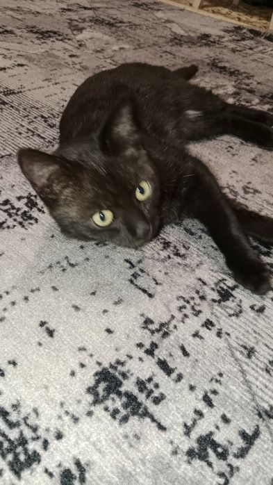 Отдам в добрые руки