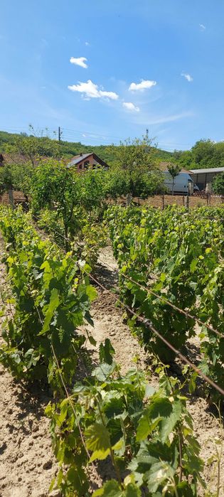 VIE - Viță de Vie nobilă