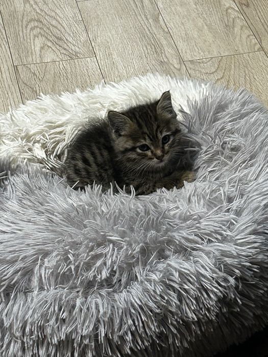 Котенок в добрые руки