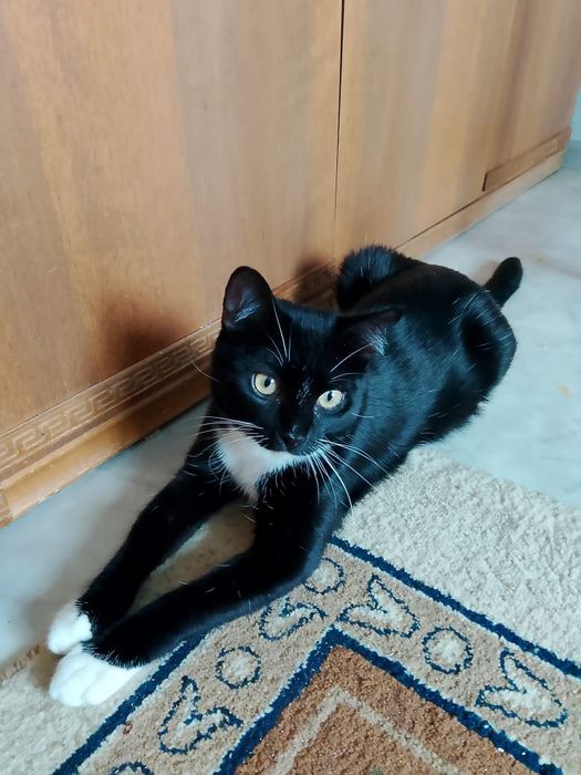 Отдам в добрые руки кошечку 8 месяцев