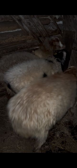 Продам жирных баранов