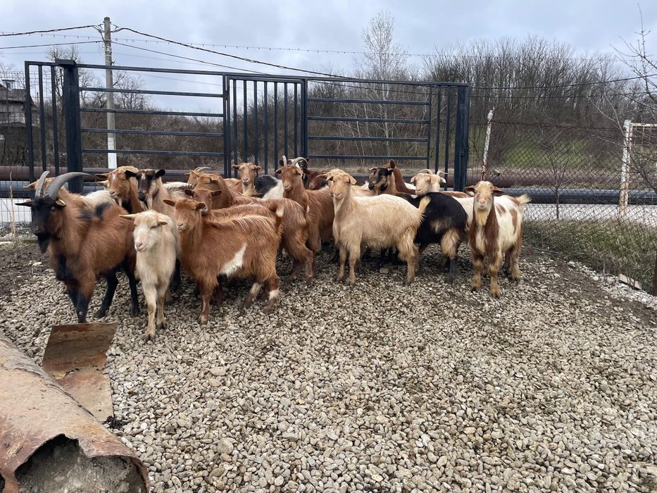 Vând capre gestante, tinere, de rasă – bune de lapte și prăsilă