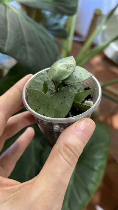 Хойя эскимо хойа