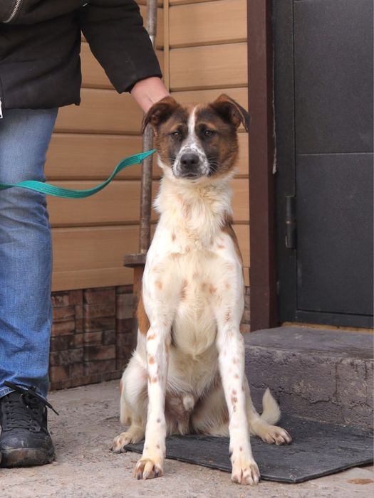 Щенок - подросток Коппер