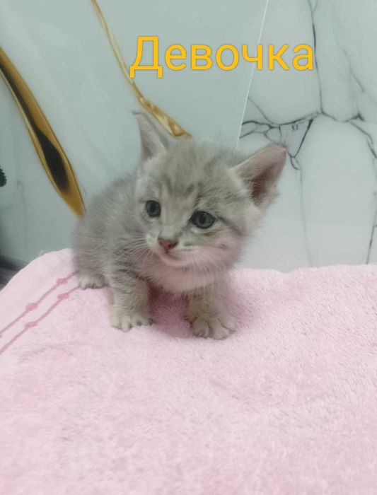 Кот и кошка можно забрать