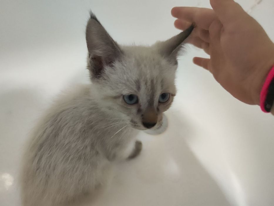 Котенок в добрые руки!