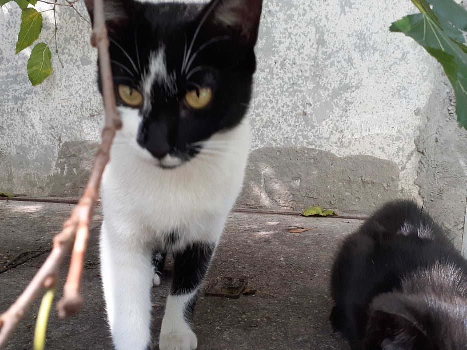 Подарявам 2 котета - майка и син