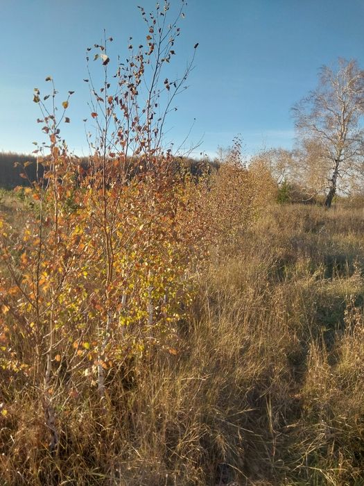 Есть в продаже Ель Сосна