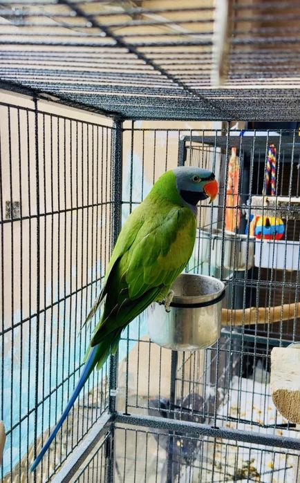 Двойка Китайски Александри