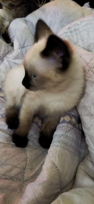 Котята сиамские, домашние