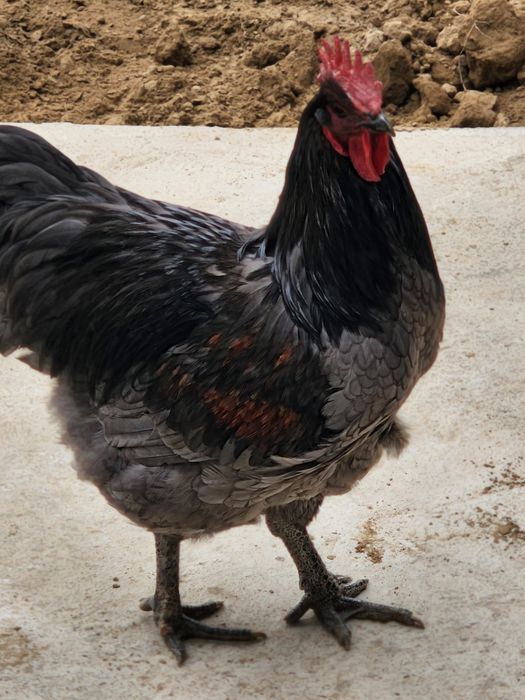 Jersey xuroz sotiladi yeb ichishi zur 6 oylik juja emlashlari qilingan