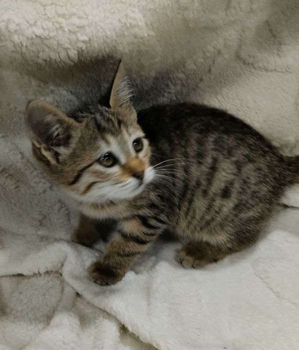 Подарю домашних котят. Мальчики и девочки. 2 месяца.