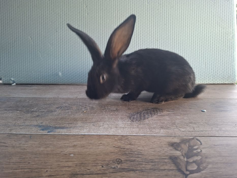 Iepuri tineri 2 luni
