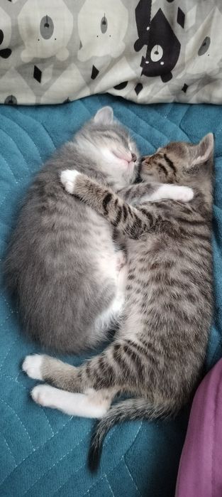 Отдам 2 котят бесплатно