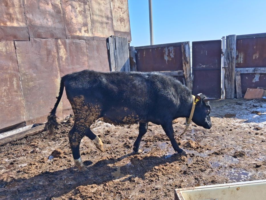 Продам быков 2-х лет