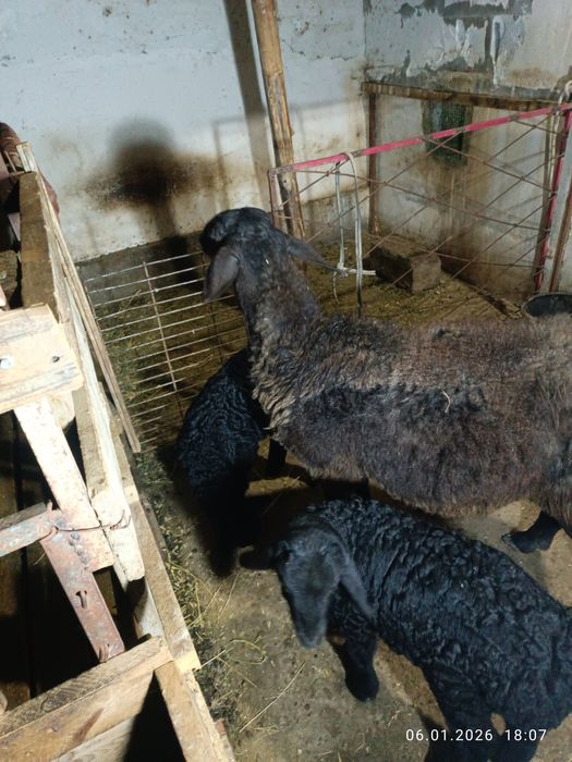 Эгиз Она ва куйлар.