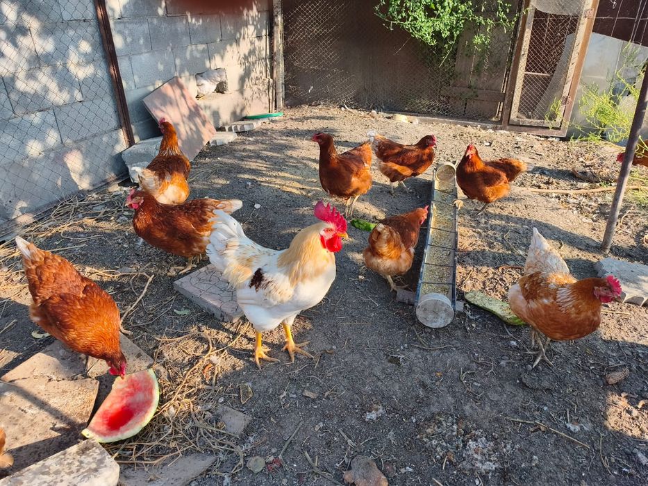 Продам курей ломан браун