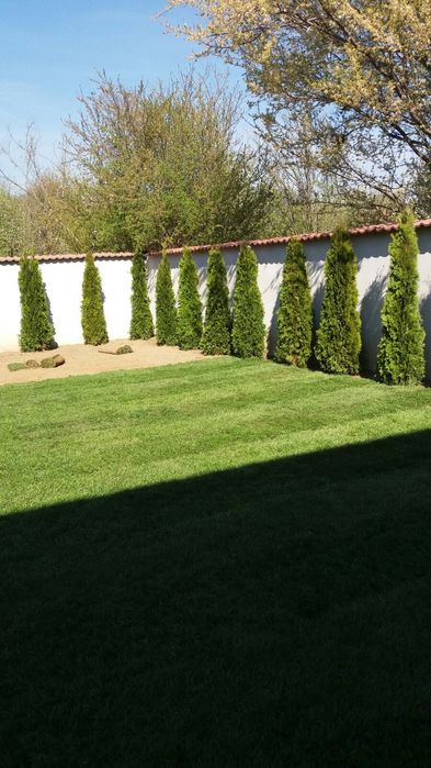 Plante ornamentale și rulou de gazon, Livrare rapida oriunde în Țară