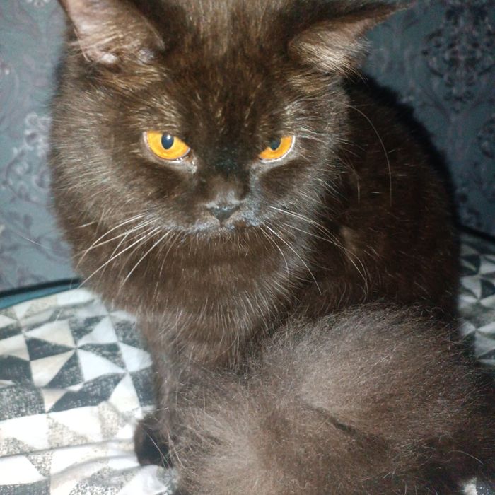 Кошка, Вязка британская