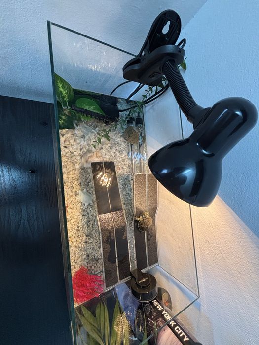 Acvariu broaste testoase/pesti