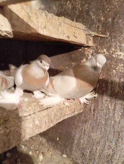 Продам бойных голубей