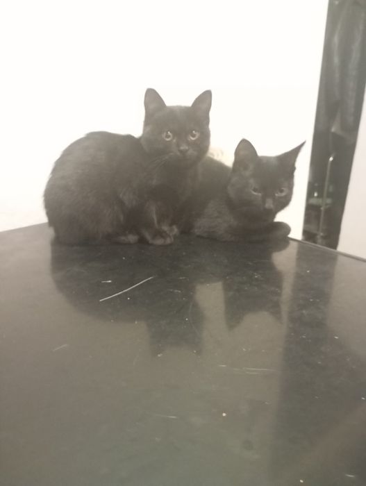 Отдам котят в добрые руки