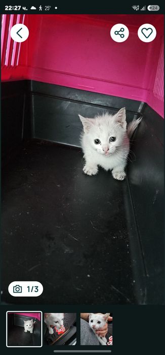 Котенца малки на 50 дни .