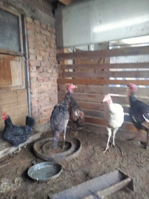 Продам семью (4) индюков