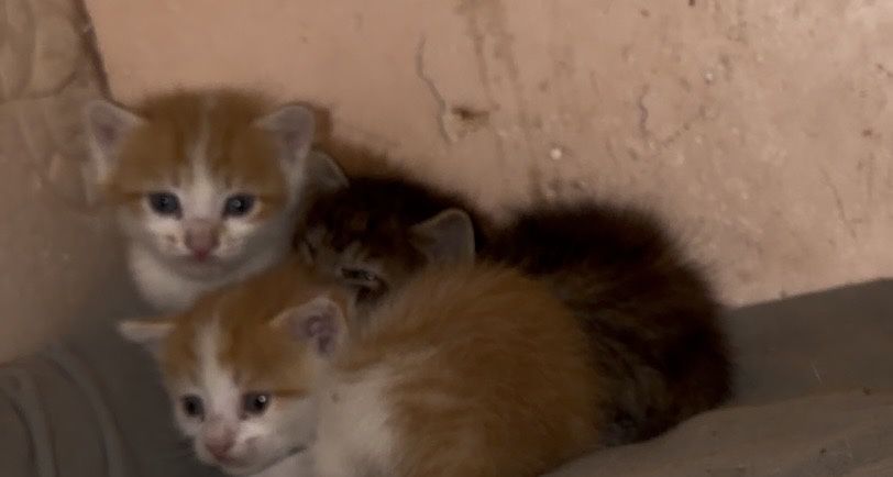 Отдам котят в добрые руки