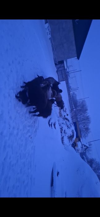 Қойлар сатылады Еділбай