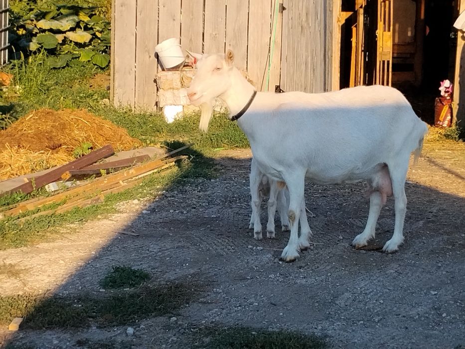 Capra sannen frumoasă