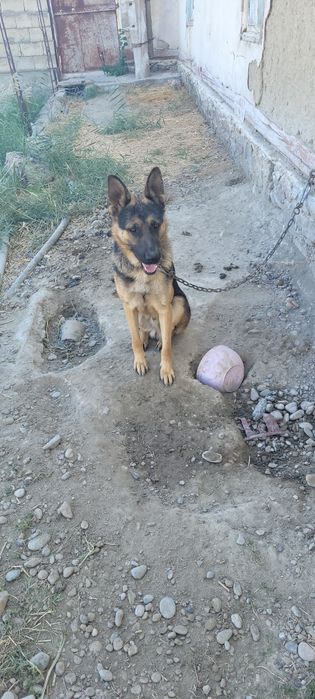 Apcharka nemetiski toza yoshi 1 yoshar o'rgatilgan