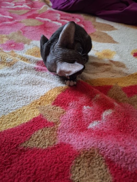 Продам  катёнка   цфинкс